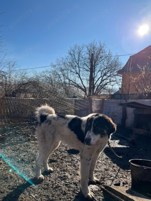 Asia Centrala Femela