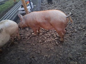 porc in jur de 120 130 kg 