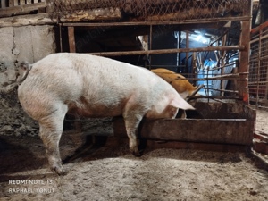 Porc porci purcei disponibili în Turnu Măgurele 