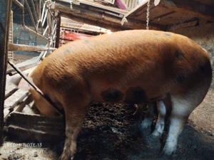 Porc porci purcei disponibili în Turnu Măgurele  - imagine 4