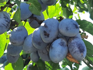 Toaletare pomi fructiferi Olt.