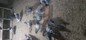 Vind porumbei voiajori rosii sport și solzați - imagine 2 Vind porumbei voiajori rosii sport și solzați - imagine 2