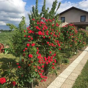 Casa de vanzare in Brehuiesti Botosani - imagine 3