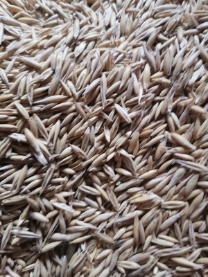  vînd strujeni pentru animale 4lei snopu plus ovăz preț 1.50 telefon  