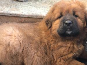 Mastiff Tibetan