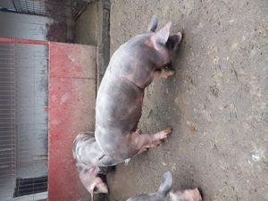 Soldani pietrean belgian - imagine 2