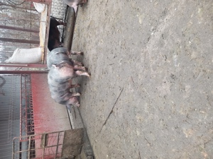 Soldani pietrean belgian - imagine 4