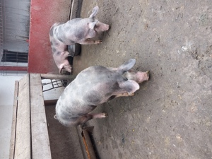 Soldani pietrean belgian - imagine 3