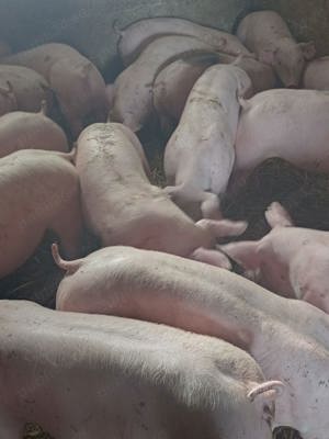 purcei si porci mari - imagine 2