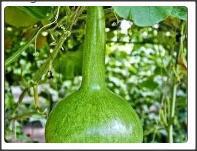 10 Seminte de Dovlecel tigva verde deschis  inchis - imagine 3