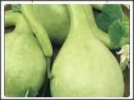 10 Seminte de Dovlecel tigva verde deschis  inchis - imagine 2