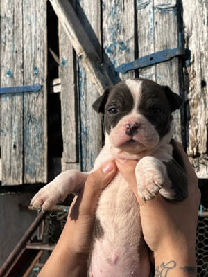 vand pui de amstaff 