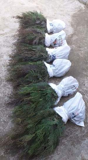 tuia biota orientalis  - imagine 4