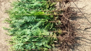 tuia biota  - imagine 4