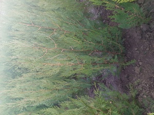 tuia biota orientalis  - imagine 3