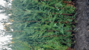 gard viu tuia biota  - imagine 4