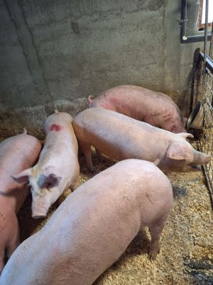 porci mari  și mici 