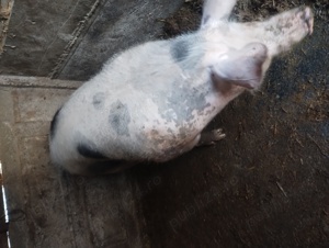 Porc de vînzare 