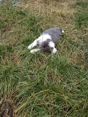 pui border collie cu pedigree  - imagine 3