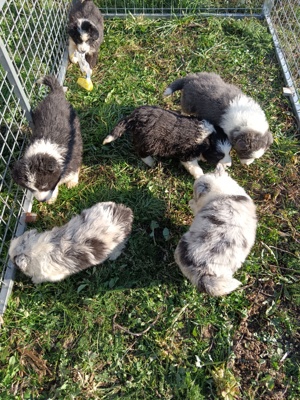 pui border collie cu pedigree 