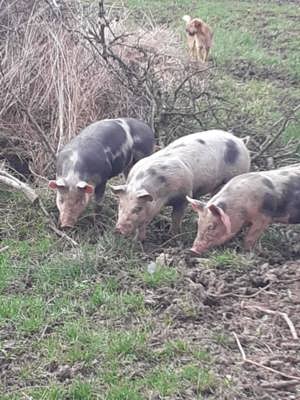 Purcei rasa de carne Pietrain