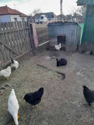 Disponibil iepuri diferite rase se vând și tăiați  - imagine 4