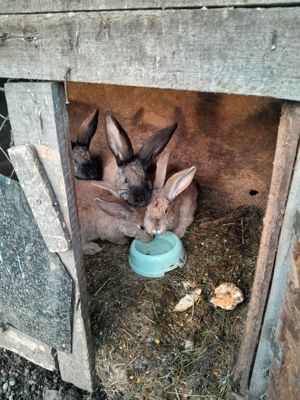 Disponibil iepuri diferite rase se vând și tăiați  - imagine 2