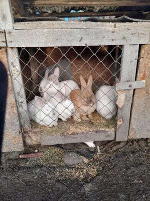 Disponibil iepuri diferite rase se vând și tăiați  - imagine 3