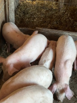 Purcei-diverse mărimi Balteni Olt - imagine 4