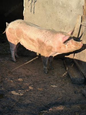 Purcea de vânzare 