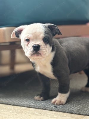 Vand bully blue cu pedigree