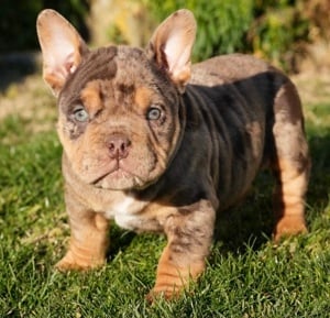 American Bully Exotic