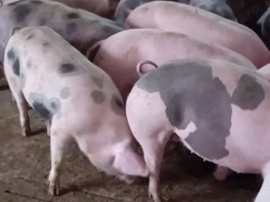 porci grasi 