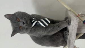 British shorthair superb