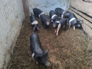 Vand purcei bazna - imagine 2