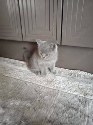 British shorthair  - imagine 2
