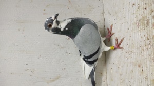 Porumbei voiajori masculi si femele