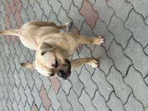 Vând fetiță American Bully  - imagine 4