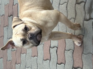 Vând fetiță American Bully 