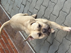 Vând fetiță American Bully  - imagine 3