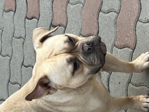 Vând fetiță American Bully  - imagine 2