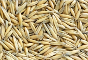 Vând orzoaică de primăvară și ovaz - imagine 2