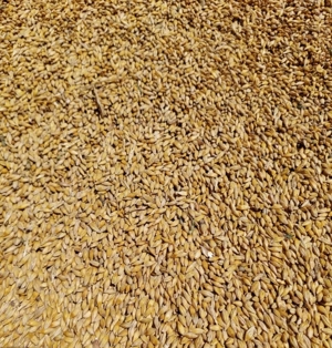 Vând orzoaică de primăvară și ovaz