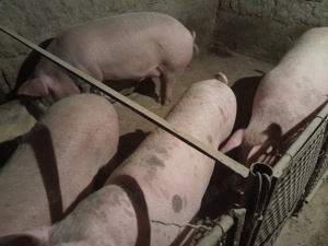 Vand porcii 150 și 180kg - imagine 4