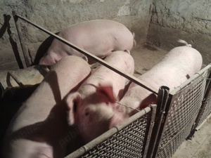 Vand porcii 150 și 180kg