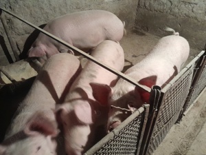 Porcii de carne albii