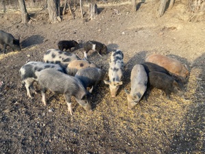 Vând purcei diferite vârste , crescuți pe boabe  - imagine 4