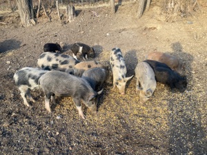 Vând purcei diferite vârste , crescuți pe boabe  - imagine 3