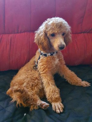 Pudel pitic - imagine 2 Pudel pitic - imagine 2