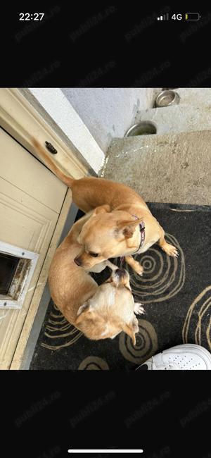 Vând chihuahua foarte frumoși și cuminți